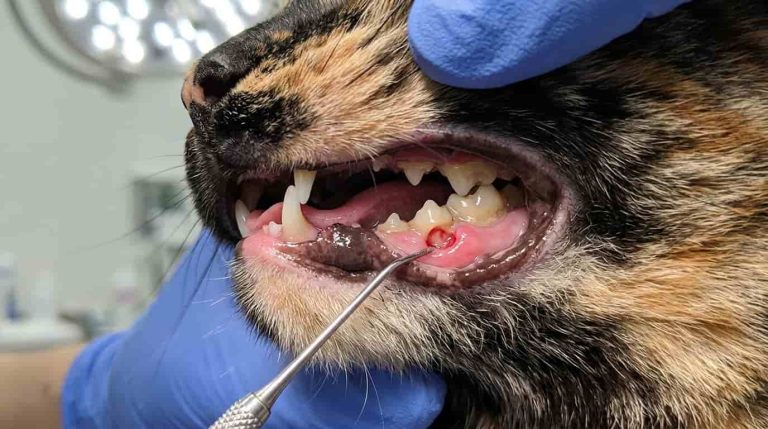 Cat-Dental-Disease