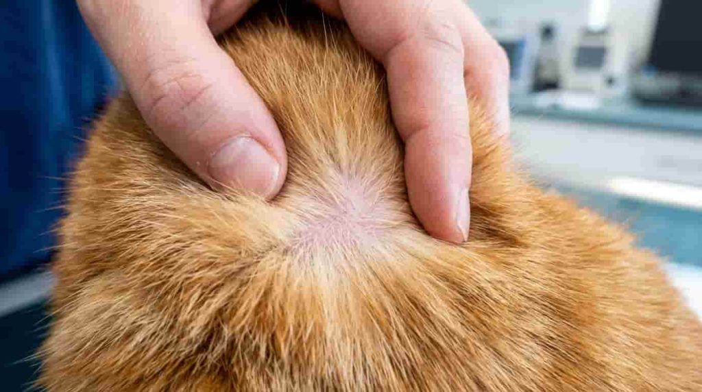 prevent-fleas-on-cats
