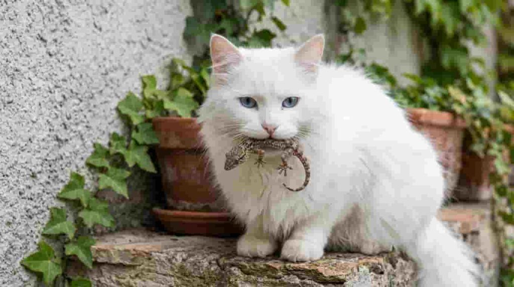 Cat Hunting Geckos: What the Real Risks Actually Are