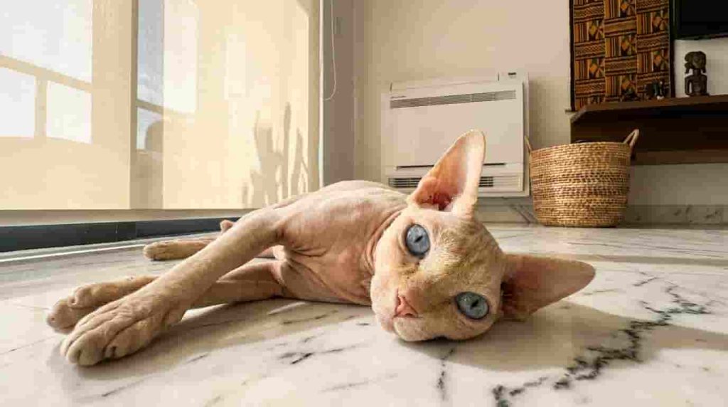 Finding and Buying Sphynx Cats in Nigeria