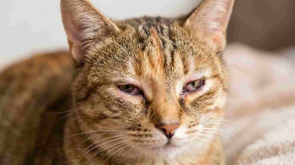 Modern Treatment for Cat Eye Redness