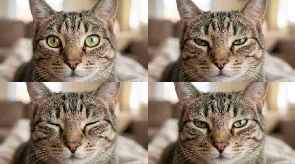 Decoding the Feline Slow Blink