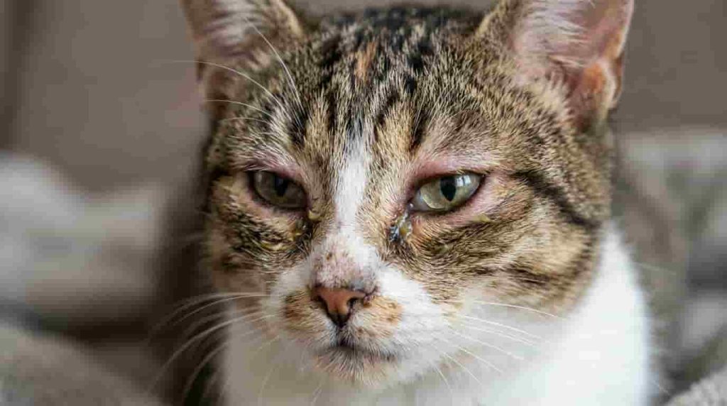 Proactive Habits for Maintaining Long Term Cat Eye Health