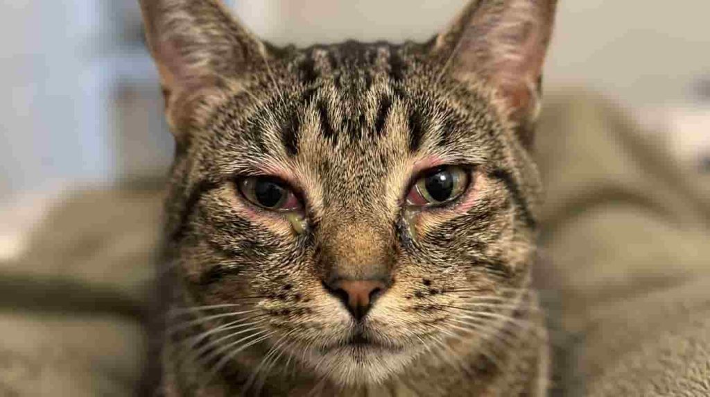 How to Clean Cat Eye Discharge Safely at Home