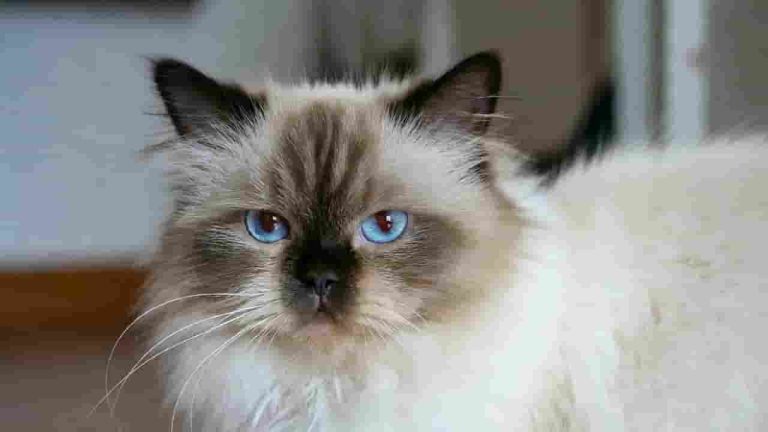 Cat Himalayan Beauty: Caring for the blue eyed fluffy feline.