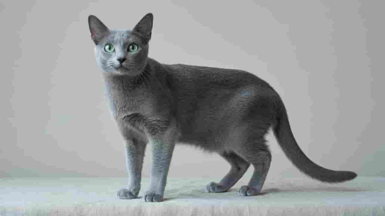 cat-russian-blue-quiet-homes (