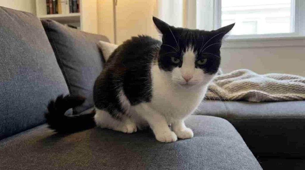 Recognizing Low and Tucked Cat Tail Signals