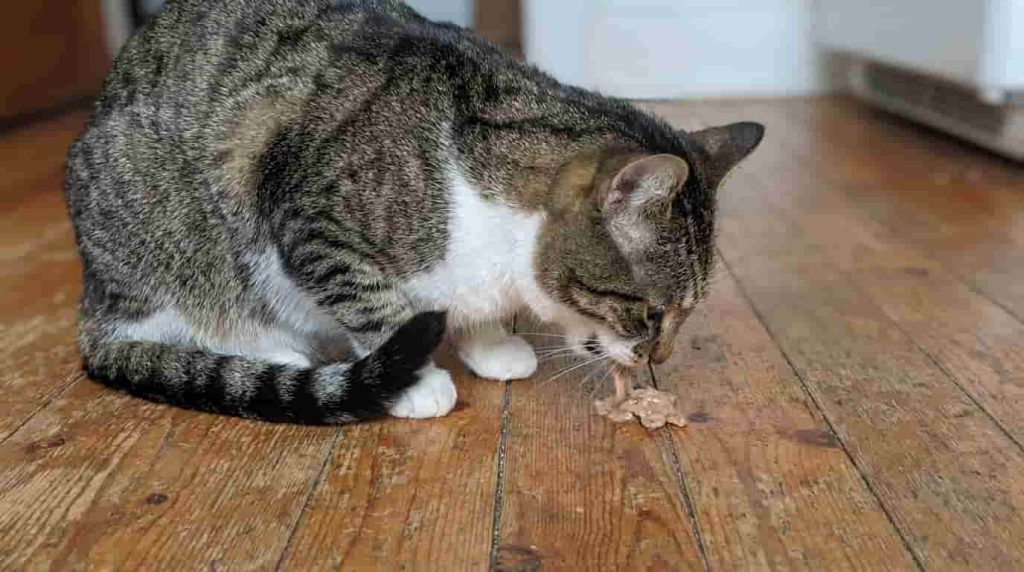 Common Causes of Cat Vomiting to Watch For