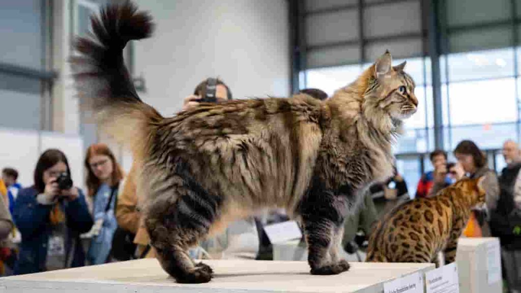 Giant Felines and Extraordinary Cat Feats