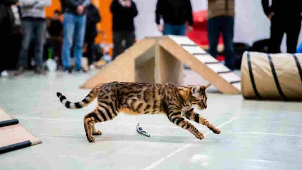 Training and the Most Talented Cats