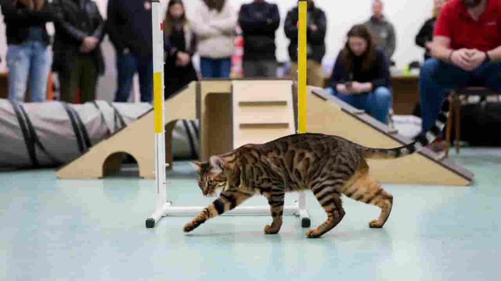 Supporting Animals Capable of Impressive Feline Feats