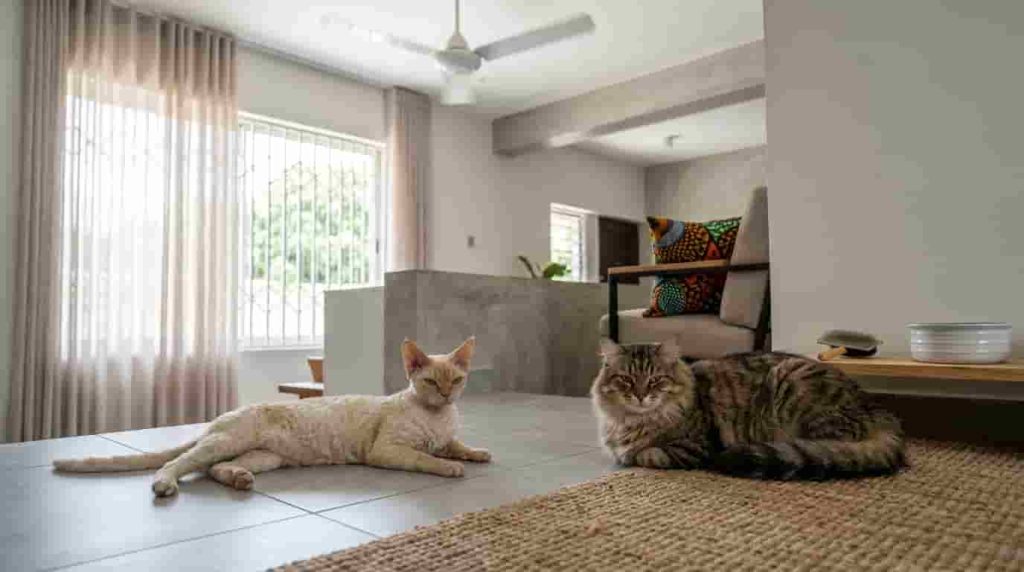 Boosting the Lifespan of Your Feline Companion