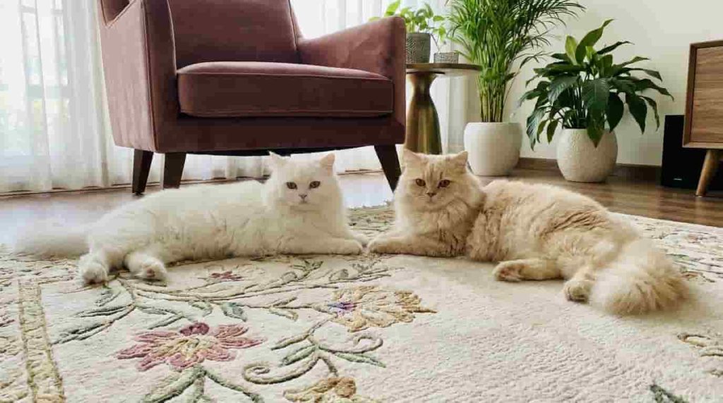 Sourcing Your Companion: Persian Cat Breeders in Nigeria vs Importation