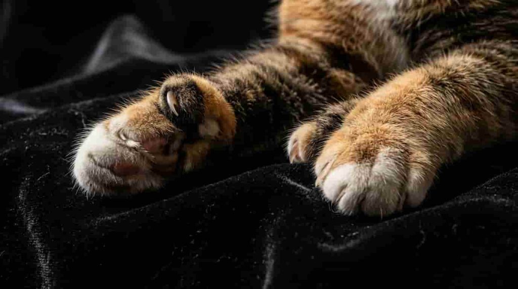 Cat Breeds With Extra Toes
