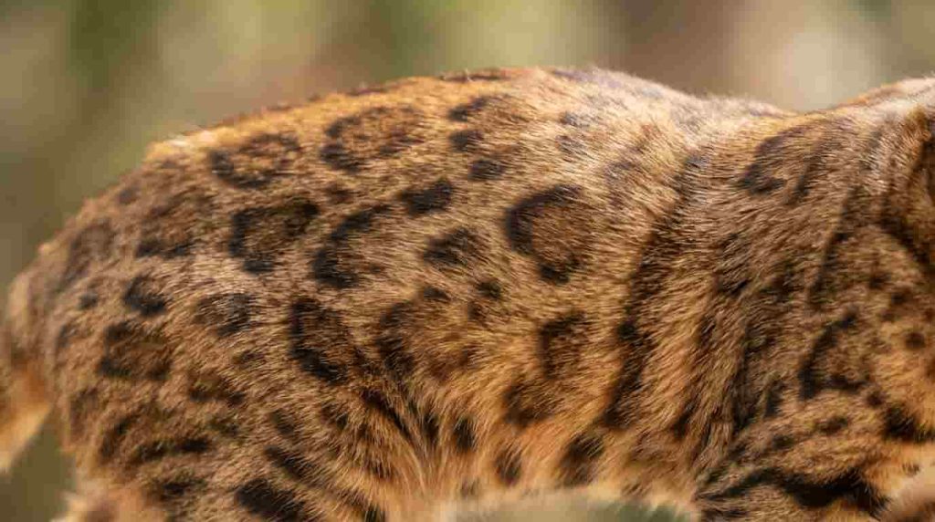 Final Thoughts on the California Spangled Cat