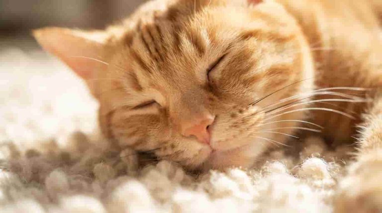 cat-arthritis-signs