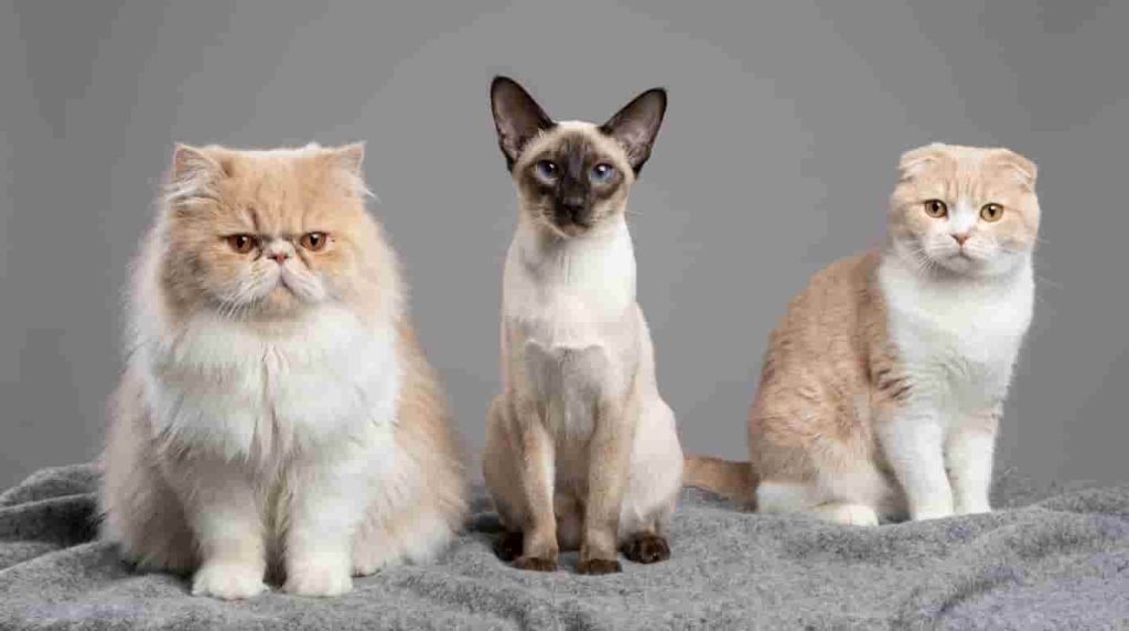 The Science of Feline Ears and Sensory Input