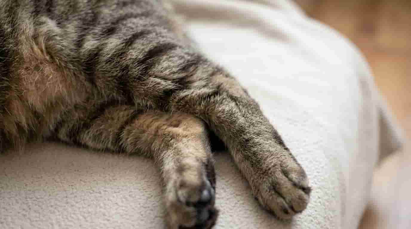 cat-limping-guide