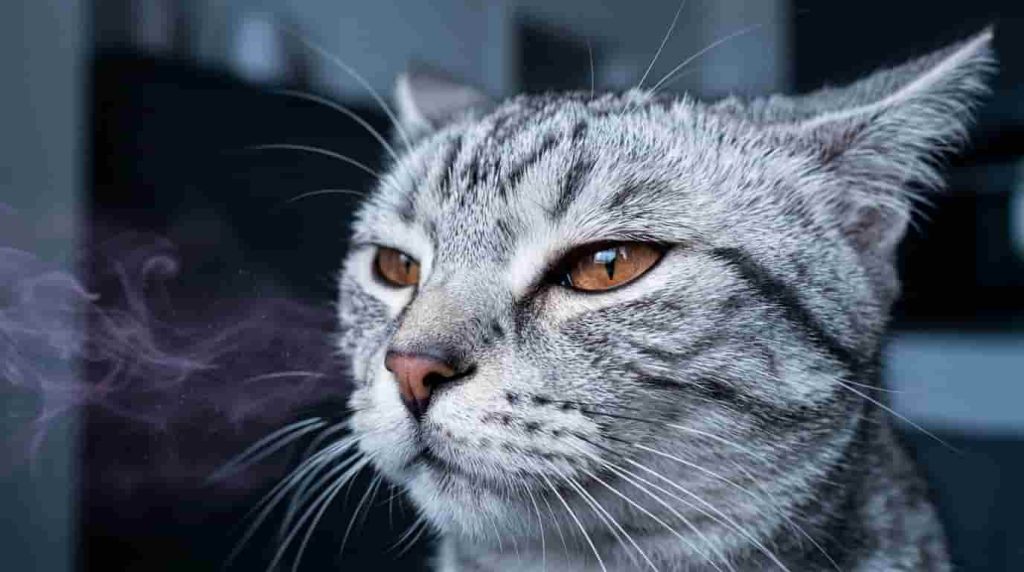 Summary of Cat Litter Scents