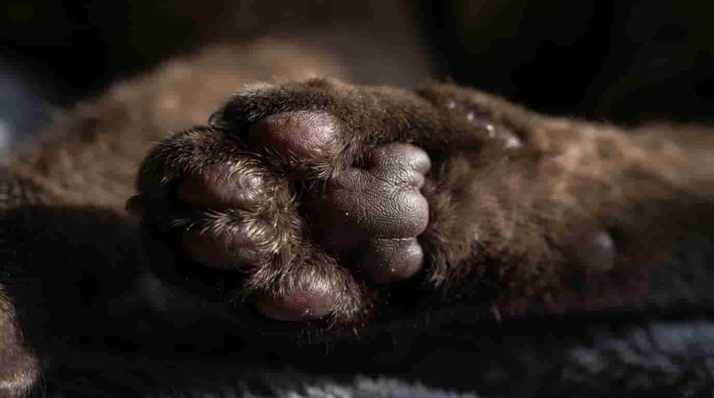 Understanding Cat Paw Pad Colors and Genetics