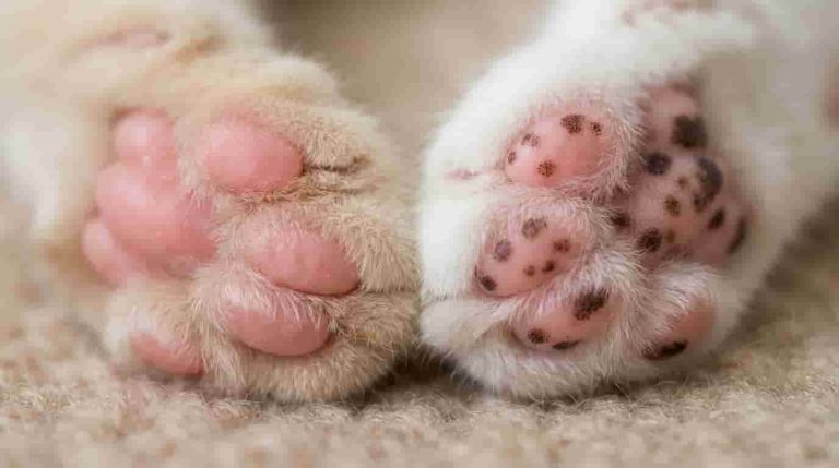 cat-paw-pad-colors