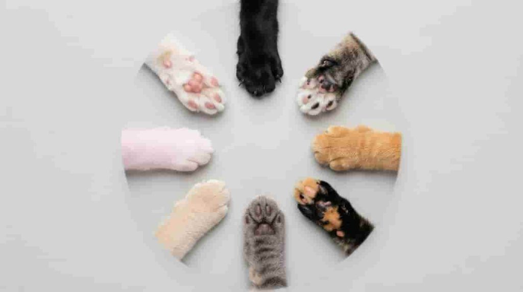 Why Cat Paw Color Variations Matter