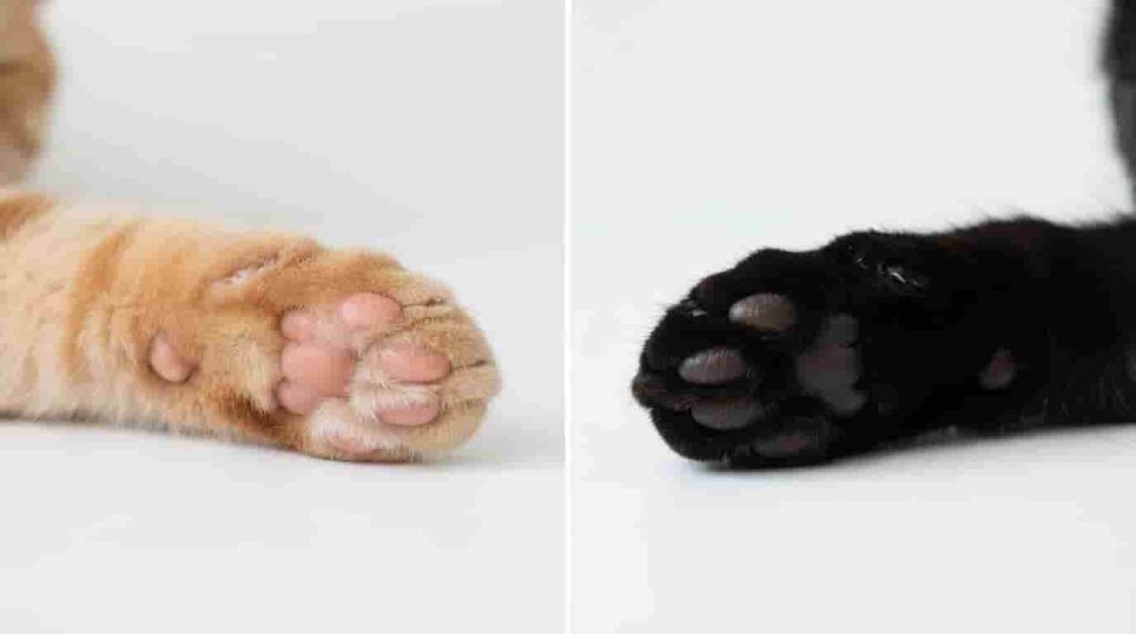 How Paw Pad Hues Affect Cat Paw Aesthetic