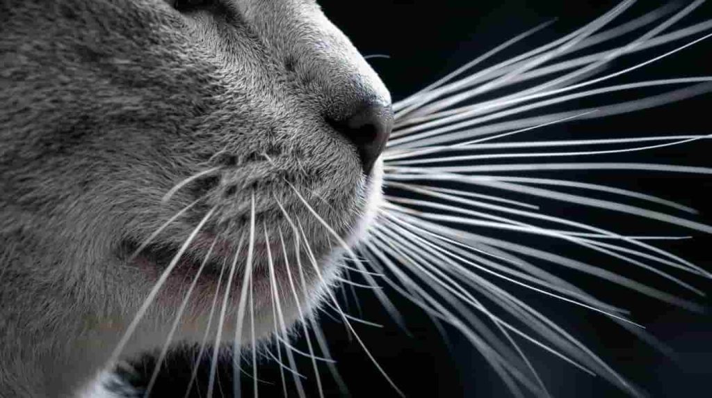 Cat Whiskers Guide Every Step