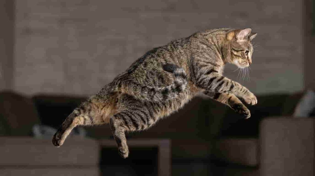 Cat Inner Ear Balance Controls Jumps
