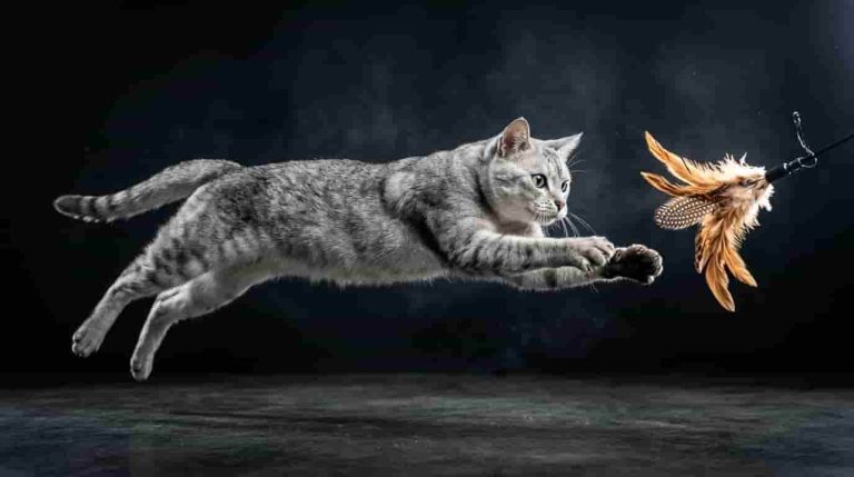cat-precision-built-for-felines