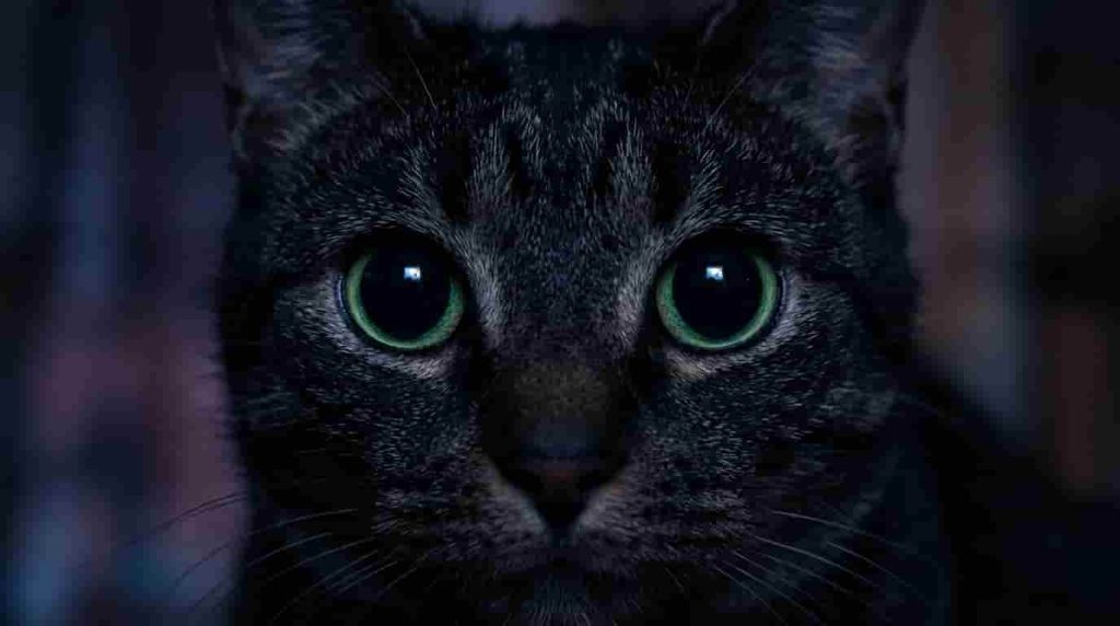 Cat Eyesight Built For Hunting