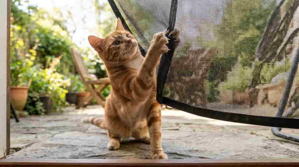 Upgrading to Heavy Duty Cat Proof Screen Door Mesh