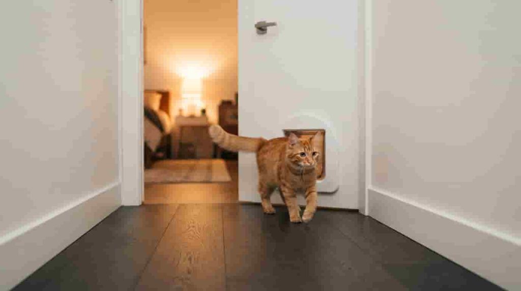 Final Steps for Choosing Your Ideal Cat Screen Door