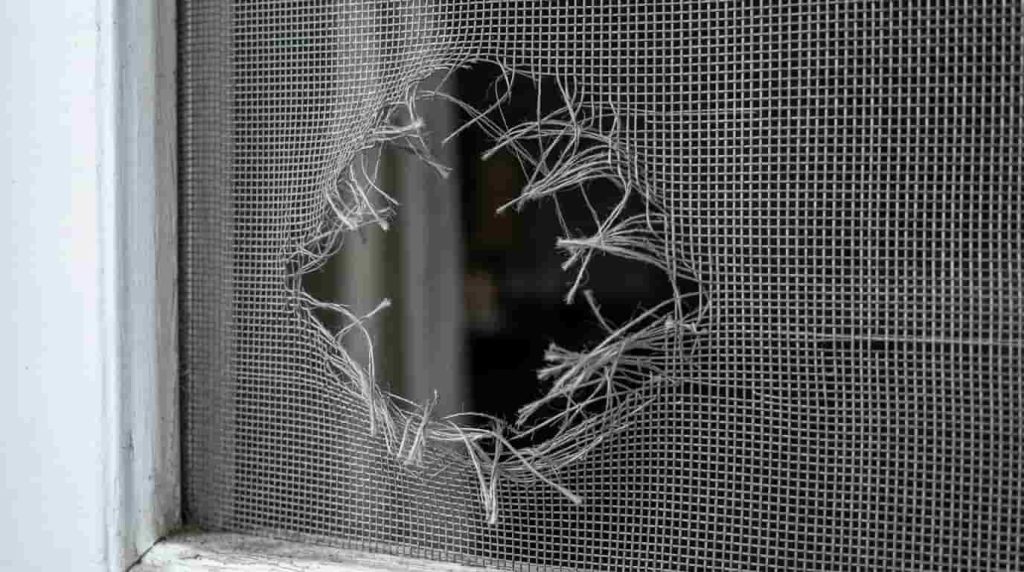 Versatile Solutions Using a Cat Door for Window Frames