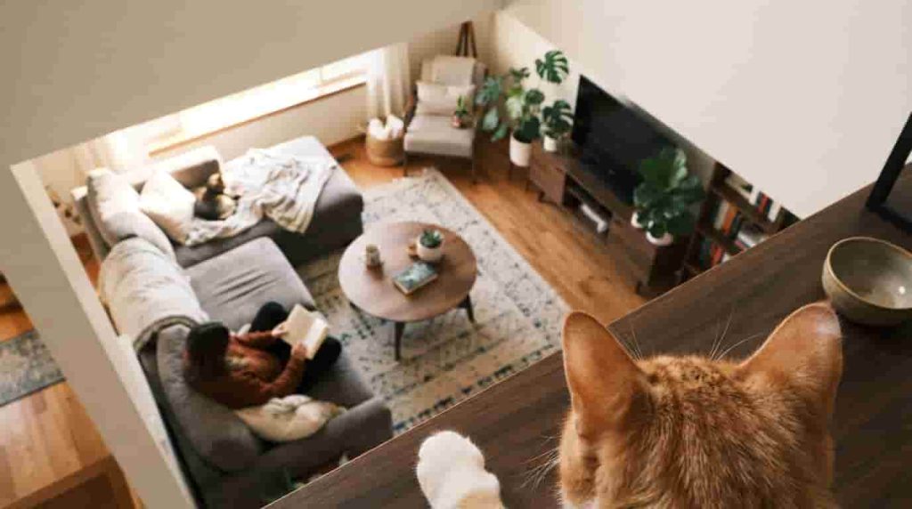 Creating a Happy Life for Your Feline
