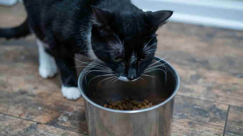 Managing Cat Whiskers Problems Effectively