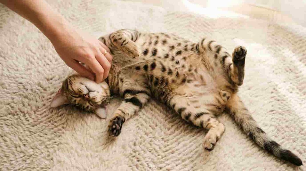 Unique Physical Features and Cheetoh Cat Size Expectations