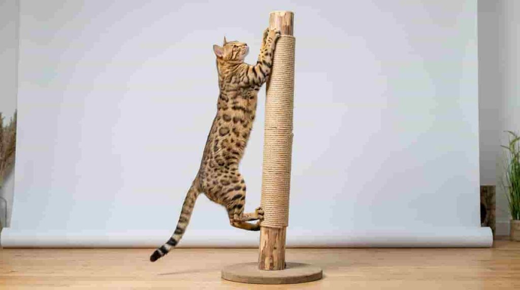 Finding Ethical Cheetoh Cat Breeders and Price Expectations