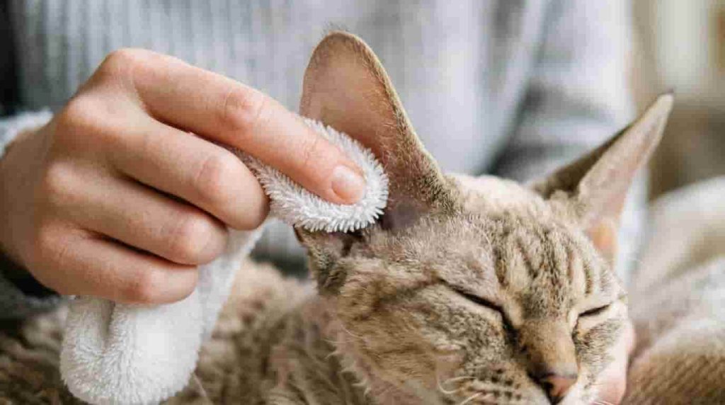Understanding the Playful Devon Rex Cat Personality