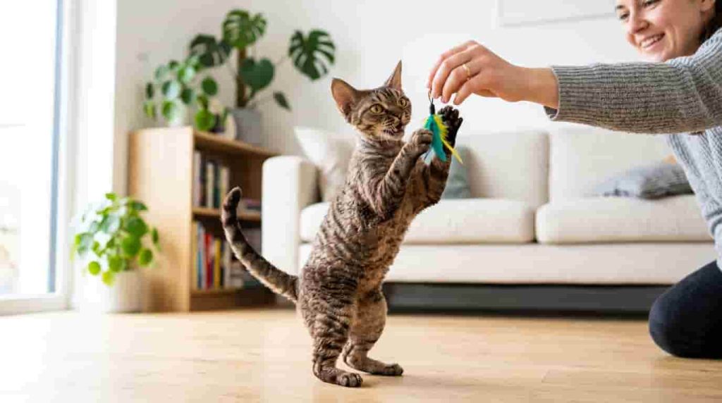 Distinctive Characteristics of the Devon Rex
