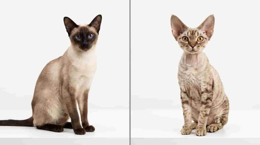 Creating a Happy Home for Your Feline