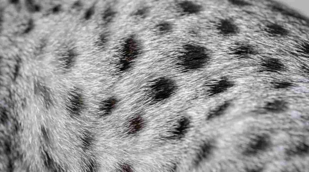 Evaluating Essential Egyptian Mau Information for Buyers