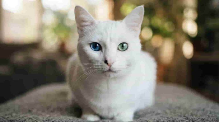 khao-manee-cat-thailand