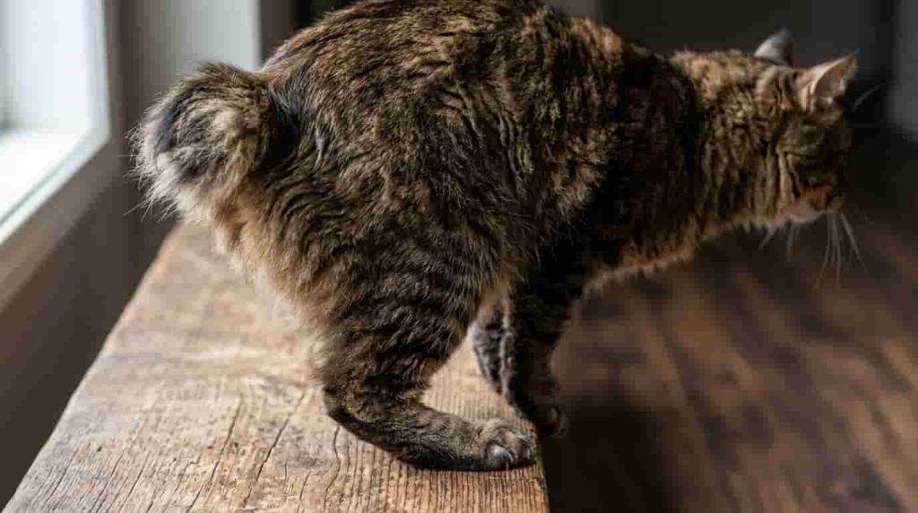 Providing Proper Kurilian Bobtail Cat Care