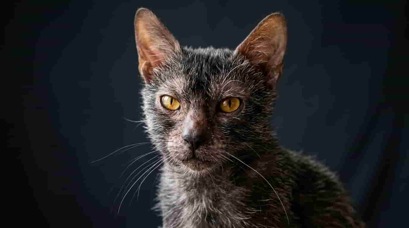 lykoi-cat-werewolf-cat