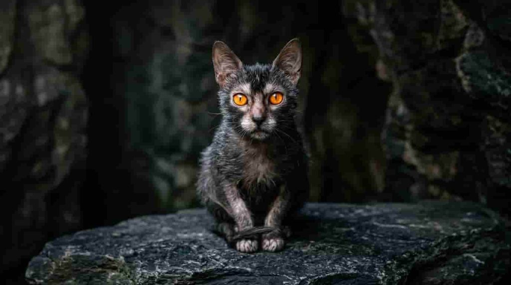 The Mysterious Origins of the Lykoi Cat