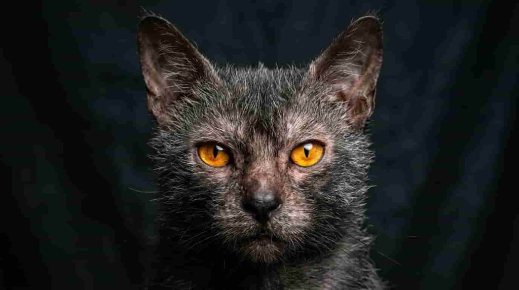 Providing Proper Lykoi Cat Care at Home