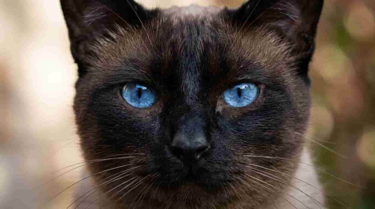 mekong-bobtail-cat