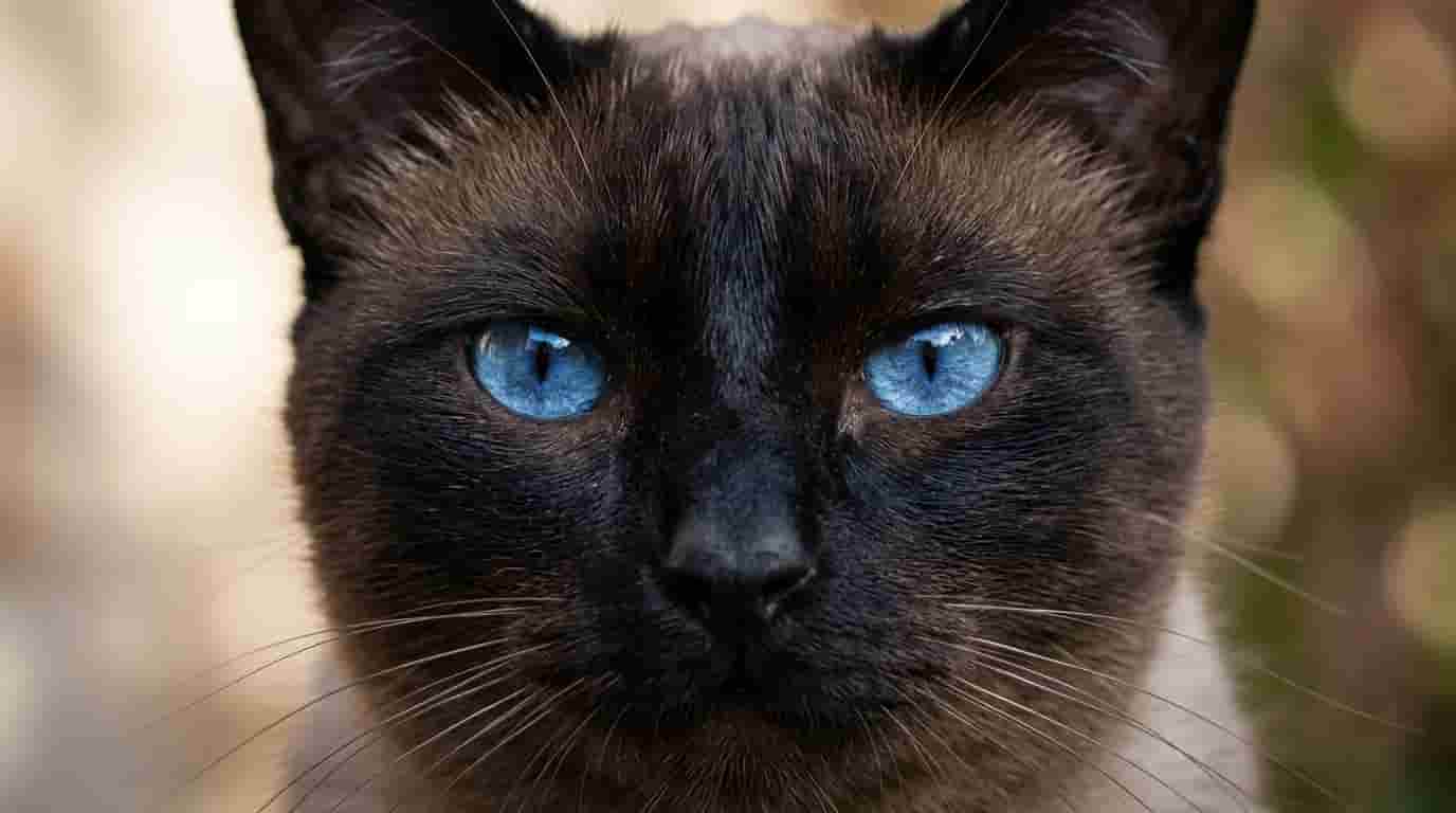 mekong-bobtail-cat