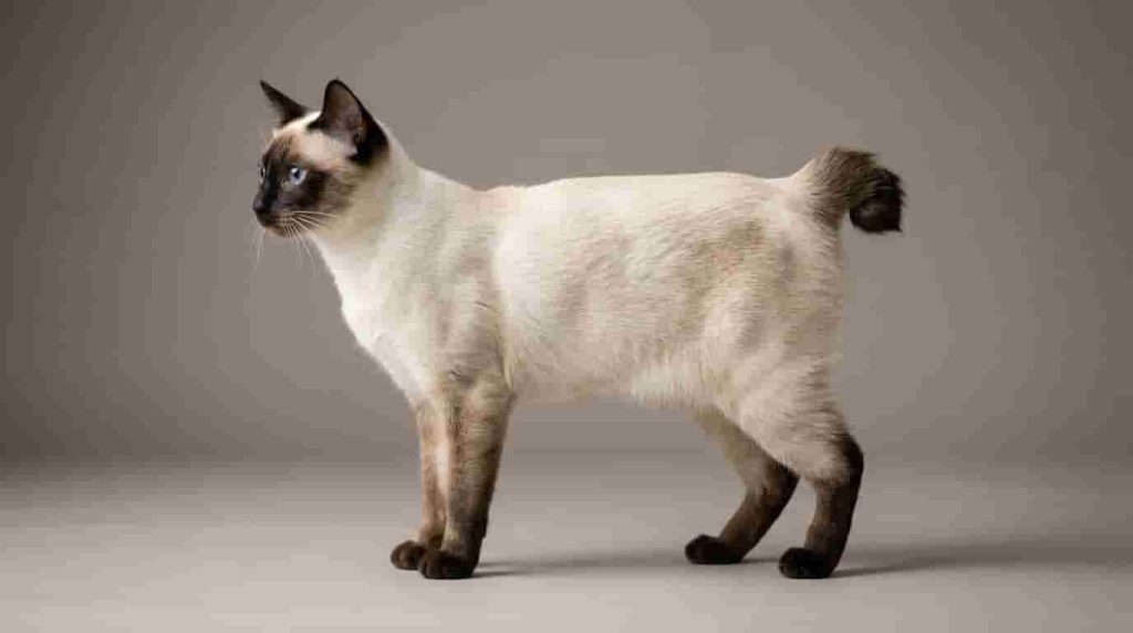 Caring for Your Mekong Bobtail Cat